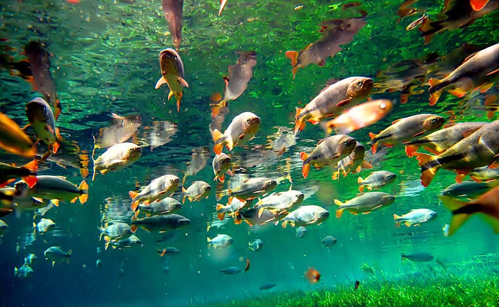 Suffering to Catch Father’s Spirit 4 pantanal fish 4